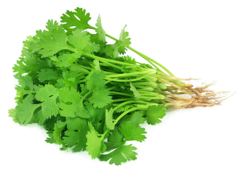 CILANTRO (1 BUNCH)