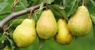 PEARS (3 PER ORDER